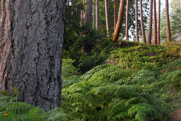 Bowen Island the jewel of the Pacific North West with landscapes, seascapes and skycapes.