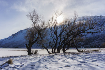 Dry Trees On A Snowed Field