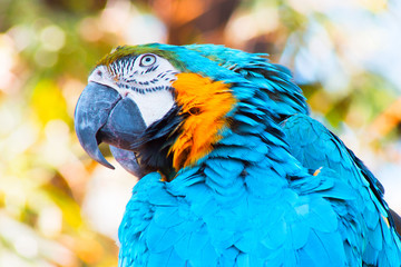 Closeup blue green and gold Macaw Parrot bird looking up