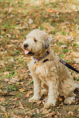 Naklejka na ściany i meble wheaten terrier