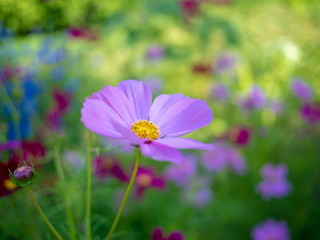 Cosmos flower. Pink.