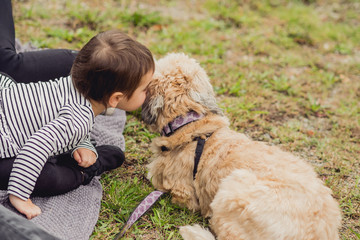 wheaten terrier