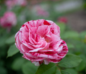 Pink white bi color flower rose close.