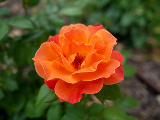 Obraz na płótnie Canvas Rose flower. Garden.