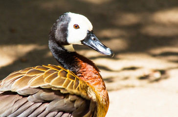 Vibrant brown and chestnut colored white faced whistling duck with a blurred background
