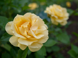 Close up beautiful yellow suffused pink hybrid tea roses fully blown adding fragrant charm to the urban landscape.