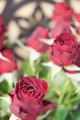 Red rose buds blooming