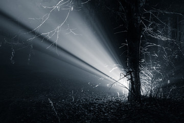 Light Ray In The Forest