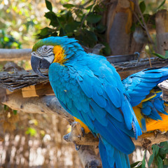 Gold and blue Macaw Parrot perched on tree branch outdoors. With a second parrot behind him.