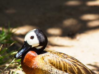 Beautifully colored brown and chest duck with black and white head and brown eyes. Whistling duck.