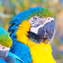Headshot portrait of a gold and blue Macaw Parrot with a blurred background