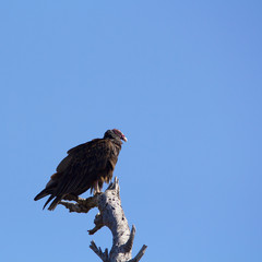 Close up of turkey vulture perched on a tree branch stretching his wings against the blue sky