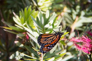 Fototapeta na wymiar Brilliant orange and black monarch butterfly.