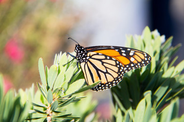 Close up of monarch butterfly on a bush with pink flowers. Danaus plexippus. Orange wings with black veins running through them. Thick black border with white spots.