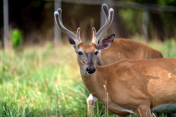 A portrait of a beatufil buck with full antlers . 