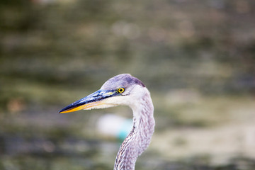 Closeup Great Blue Heron bird with a blurred background.