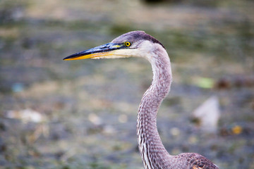 Portrait of Great Blue Heron bird with gray and white feathers and yellow eyes.