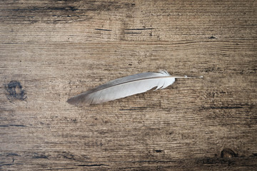 Feather on wooden table..