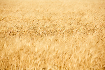 Fields of wheat at the end of summer fully ripe