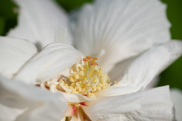 白い芙蓉の花