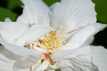 Obraz na płótnie Canvas 白い芙蓉の花