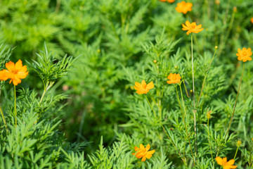 オレンジ色のキバナコスモス
