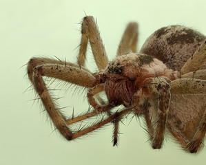 Spider macro. Focus stacking