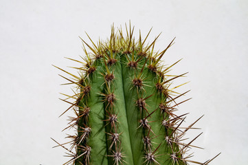caquitos