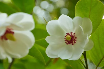 Crédence de cuisine en verre imprimé Magnolia オオヤマレンゲ（大山蓮華、Magnolia sieboldii K.Koch subsp. japonica）の花咲く