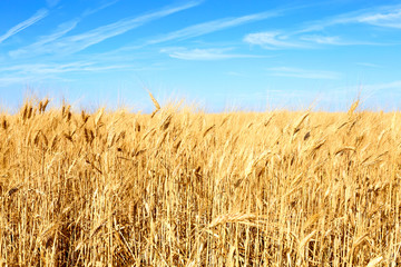 Fototapeta na wymiar Golden wheat field with blue sky in background