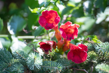 summer red flowers