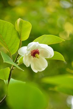 Magnolia Sieboldii Images Browse 4 Stock Photos Vectors And Video Adobe Stock