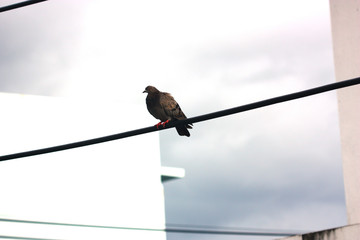pigeon hang on the electric line ready to fly away