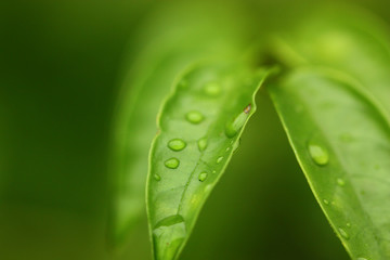 selective focus on green leaf of plant blury background,concept for use as screen saver