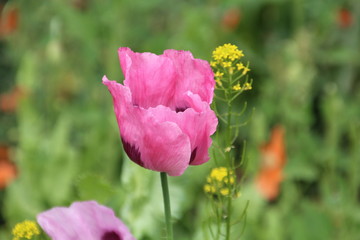 Purple Poppy, U of A Botanic Gardens, Devon Alberta