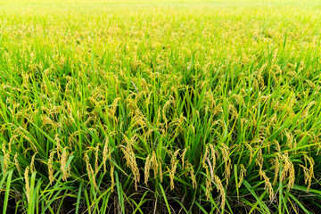 Obraz premium Taichung city, Taiwan,7th of July., 2018 : Rice growing in the field with water drop on leaf for the rain was just stopped.