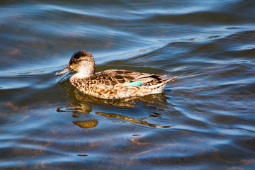 Green winged teal hen duck swimming in the water by Pacific Coast Highway. Female with brown speckled plumage and blue patch on wings.