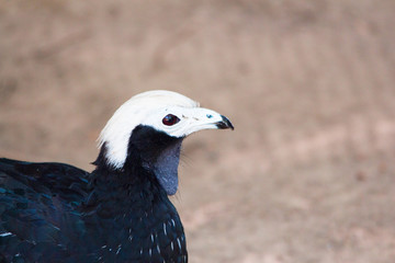 Pipile Cumanensis South American bird, blue throared Pipin Guan bird.
