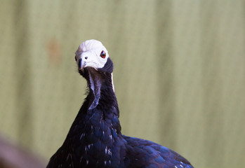 Close up portrait of blue-throated Pipin Guan bird. Pipile Cumanensis South American bird.