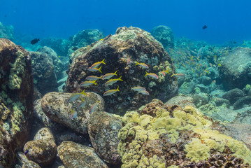 Naklejka na ściany i meble Tropical fish in a coral reef
