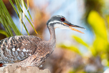 Close up Sunbittern brown bird with red eyes surrounded by natural habitat. Eurypygidae, tropical region of Central and South America