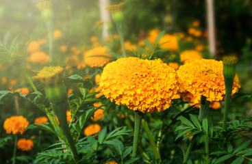 Marigold Flower Farm and sunlight beauty