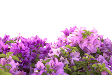 Fototapeta premium Bougainvilleas isolated on white background. Paper flower .