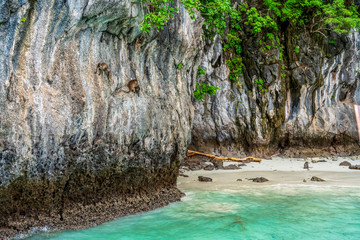 Monkeys on Beautiful Bay Tropical Beach blue ocean background