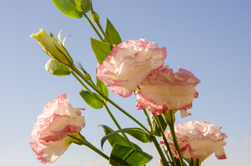 pink flower, flowers on blue background,