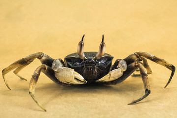 Ghost crab Brown background Ocypode ceratophthalmus from phuket Thailand