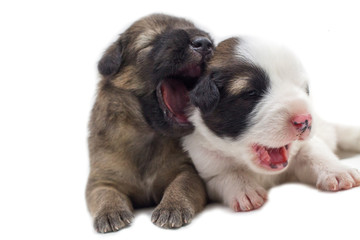Fototapeta premium Cute puppy white background Thai Bang Kaew Dog