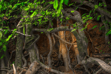 Wood in the forest root, phuket Thailand. Tropical zone Thailand Southern