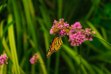 Butterfly on a Flower