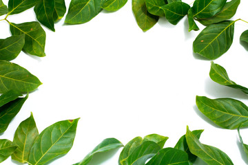 Copy space Leaves White background  Archidendron jiringa (Jack) I.C. Nielsen.